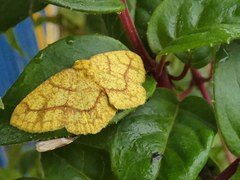 Periclina