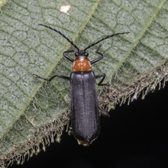 Mimopolemius