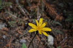 Nothocalais alpestris