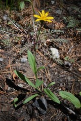 Nothocalais alpestris