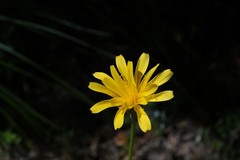 Nothocalais alpestris