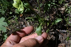 Nothocalais alpestris