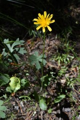 Nothocalais alpestris