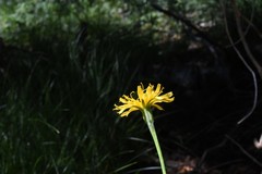 Nothocalais alpestris