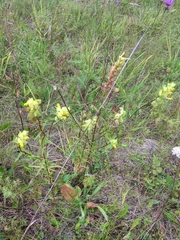 Rhinanthus serotinus aestivalis