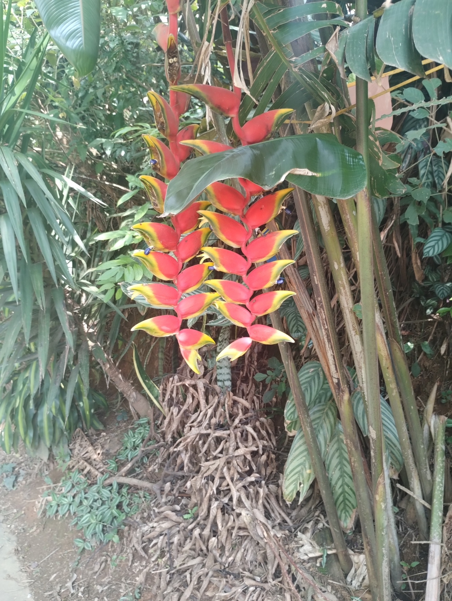 Heliconia rostrata