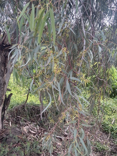Avistamiento Eucalyptus camaldulensis