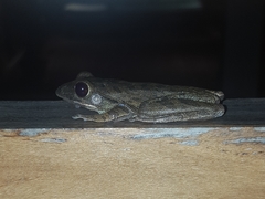 Polypedates leucomystax