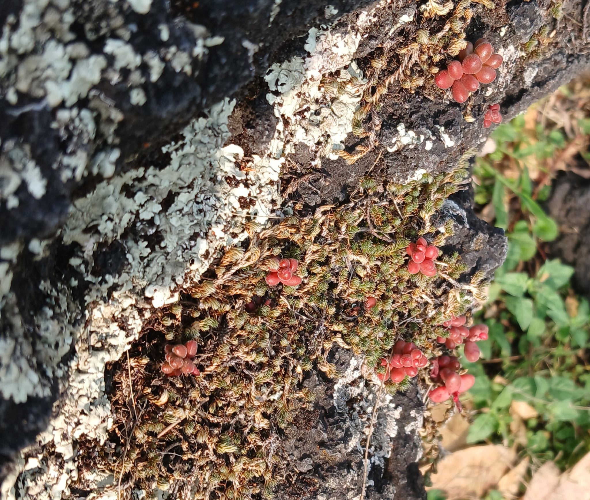 Imagem de Sedum stahlii é popularmente conhecida como "suculenta"