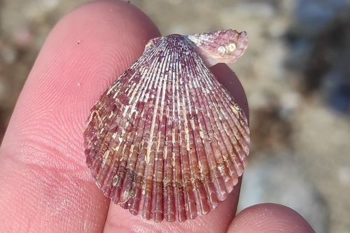 Variegated Scallop