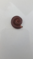 Trigoniulus corallinus