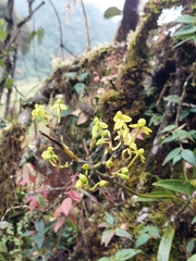 Cyrtochilum tricostatum, photograph Daniel Mesa, CC BY, iNaturalist via GBIF