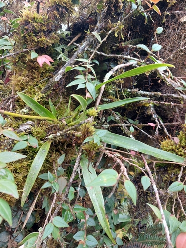 Cyrtochilum tricostatum, photograph 2