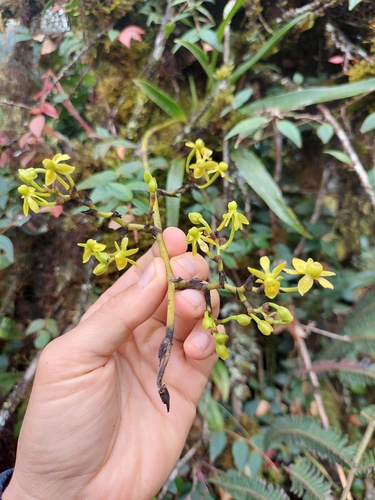 Cyrtochilum tricostatum, photograph 3