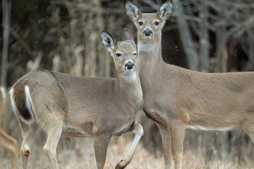 White-tailed Deer photographed in New Jersey
