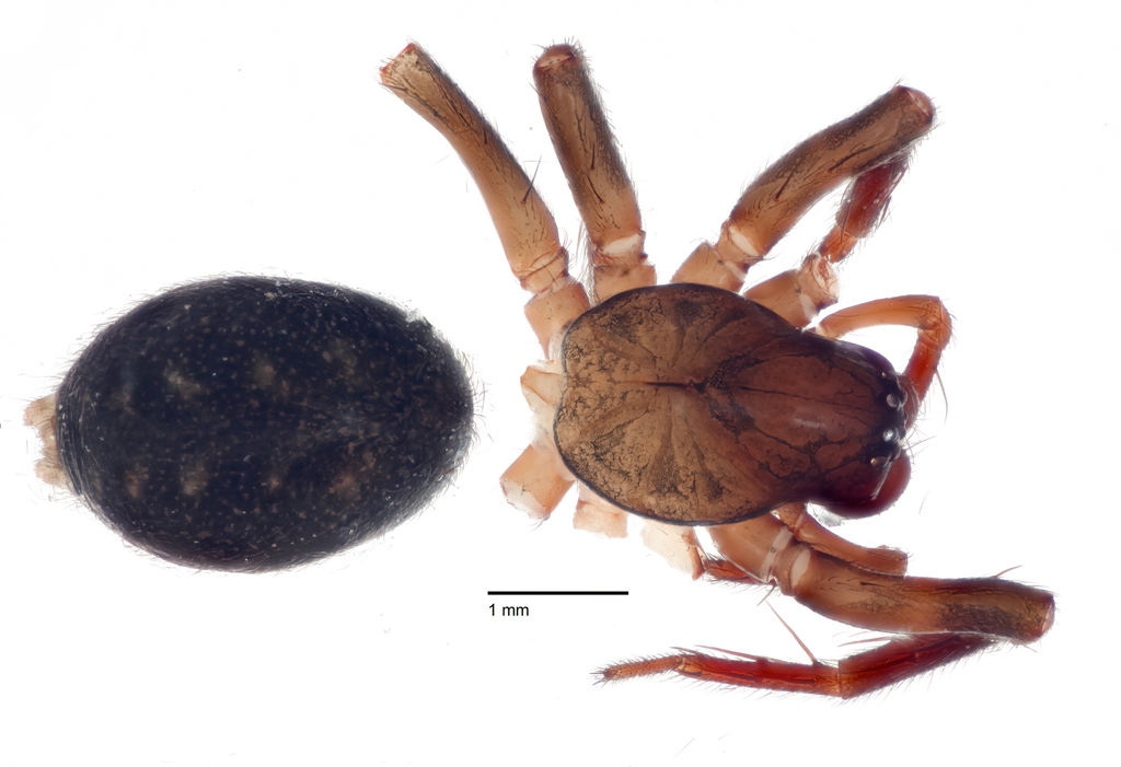 Cybaeus consocius
