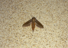 Theretra japonica