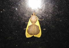 Prooedema inscisalis