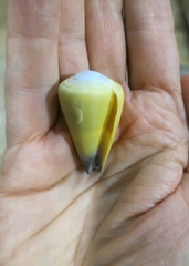 Conus virgo