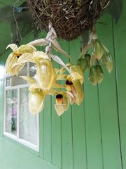 Stanhopea wardii