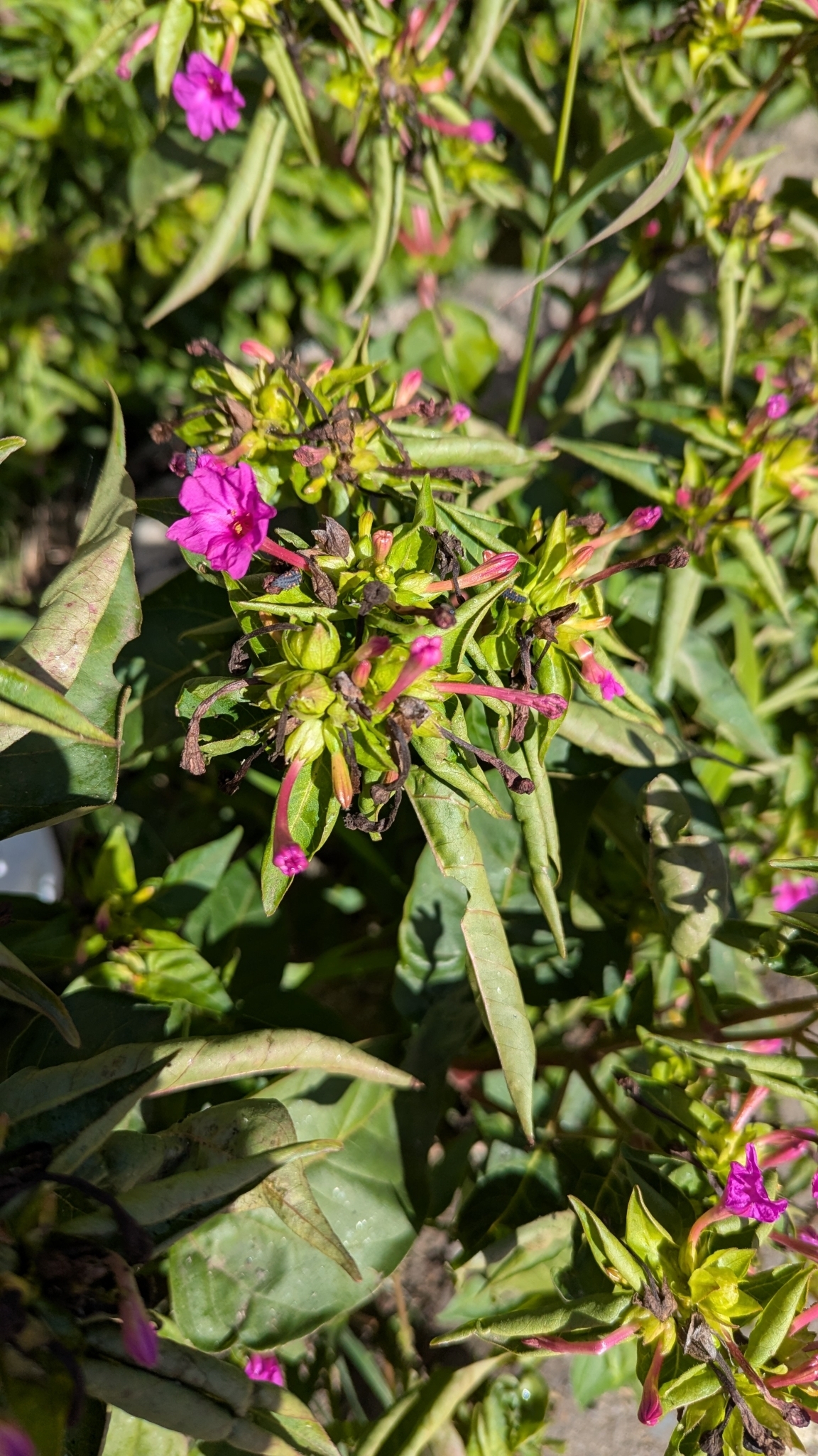 Flor de panamá