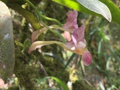 Rodriguezia lehmannii