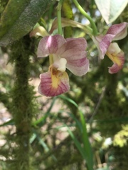 Rodriguezia lehmannii