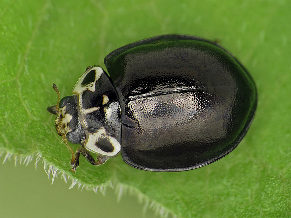 Oenopia impustulata