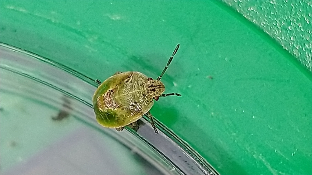 Ditomotarsus hyadesi
