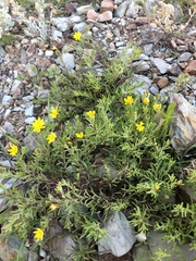 Rhynchopsidium sessiliflorum