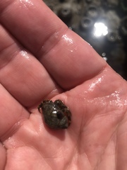 Pagurus hirsutiusculus