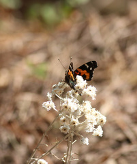 Vanessa indica indica