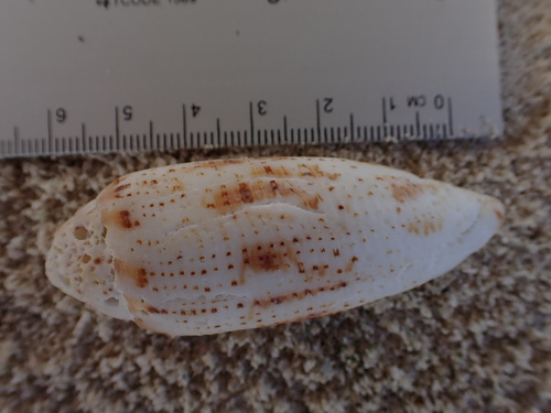 Conus nussatella observed 2025-02-15
