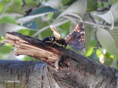 Sphecius speciosus