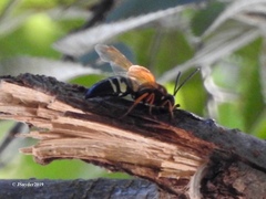 Sphecius speciosus
