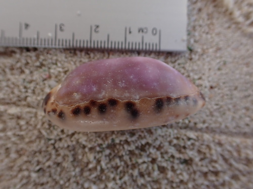 Cypraea scurra observed 2025-02-15
