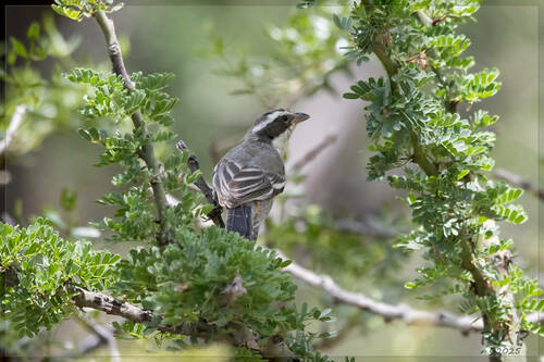 Ringed Warbling Finch (Microspingus torquatus), photo 5