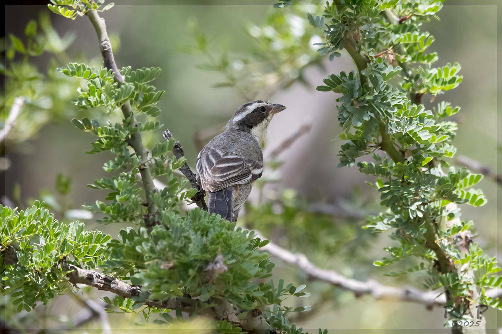 Ringed Warbling Finch (Microspingus torquatus), photo 7