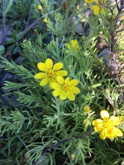 Rhynchopsidium sessiliflorum