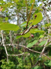 Acronicta radcliffei
