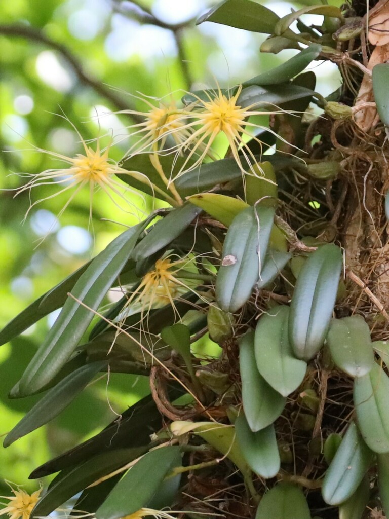 Bulbophyllum vaginatum 'Purple Form' 4