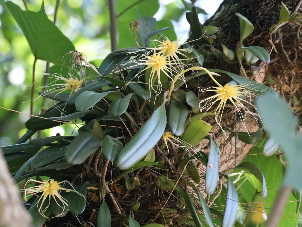 Bulbophyllum vaginatum 'Purple Form' 3