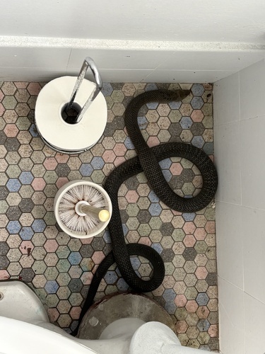 Eastern Brown Snake sighting