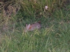 Sylvilagus audubonii