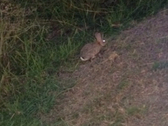 Sylvilagus audubonii