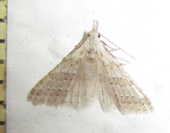 Alucitidae