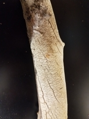 Phanerochaete livescens