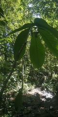 Passiflora macrophylla, photograph author not stated, no rights reserved