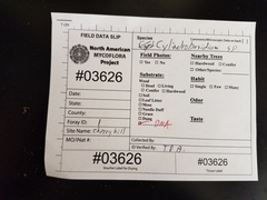 Phanerochaete livescens