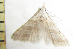 Alucitidae